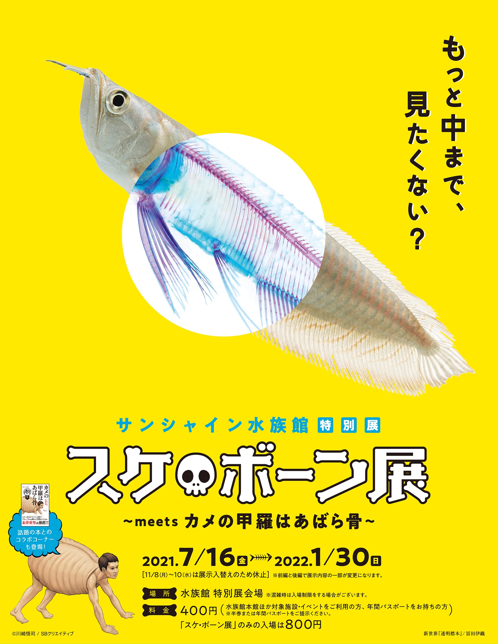 スケ ボーン展 Meets カメの甲羅はあばら骨 Sunshineaquasp1 Twitter