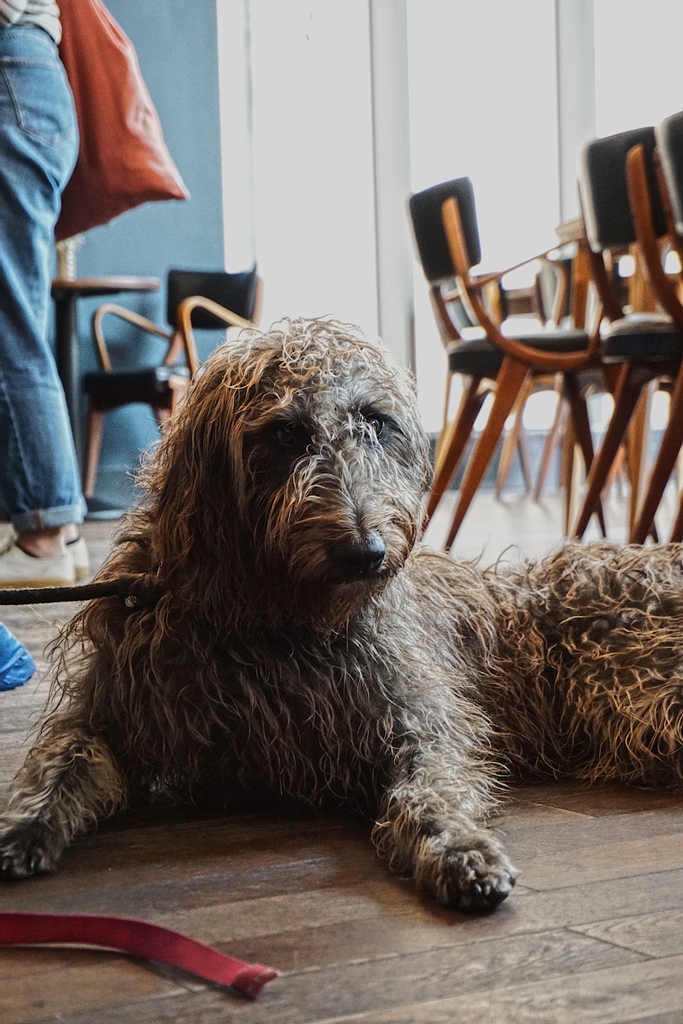 Just a slightly very muchly cute reminder that all woofers are welcome here at the Jane ❤️