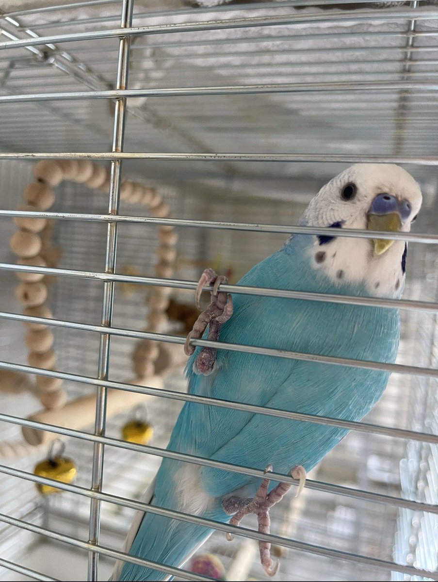 iloveyoungchan's tweet photo. 本日11/5の昼頃、東京都練馬区石神井台にてオスのセキセイインコ（ヤンちゃん）を逃がしてしまいました。不注意がこうした不幸な事故に繋がってしまい、大変心苦しい状況です。手乗りで自分の名前を喋る水色が特徴的な男の子です。

#迷いインコ #迷子インコ #迷子鳥 #セキセイインコ https://t.co/T5IiEZrk8o