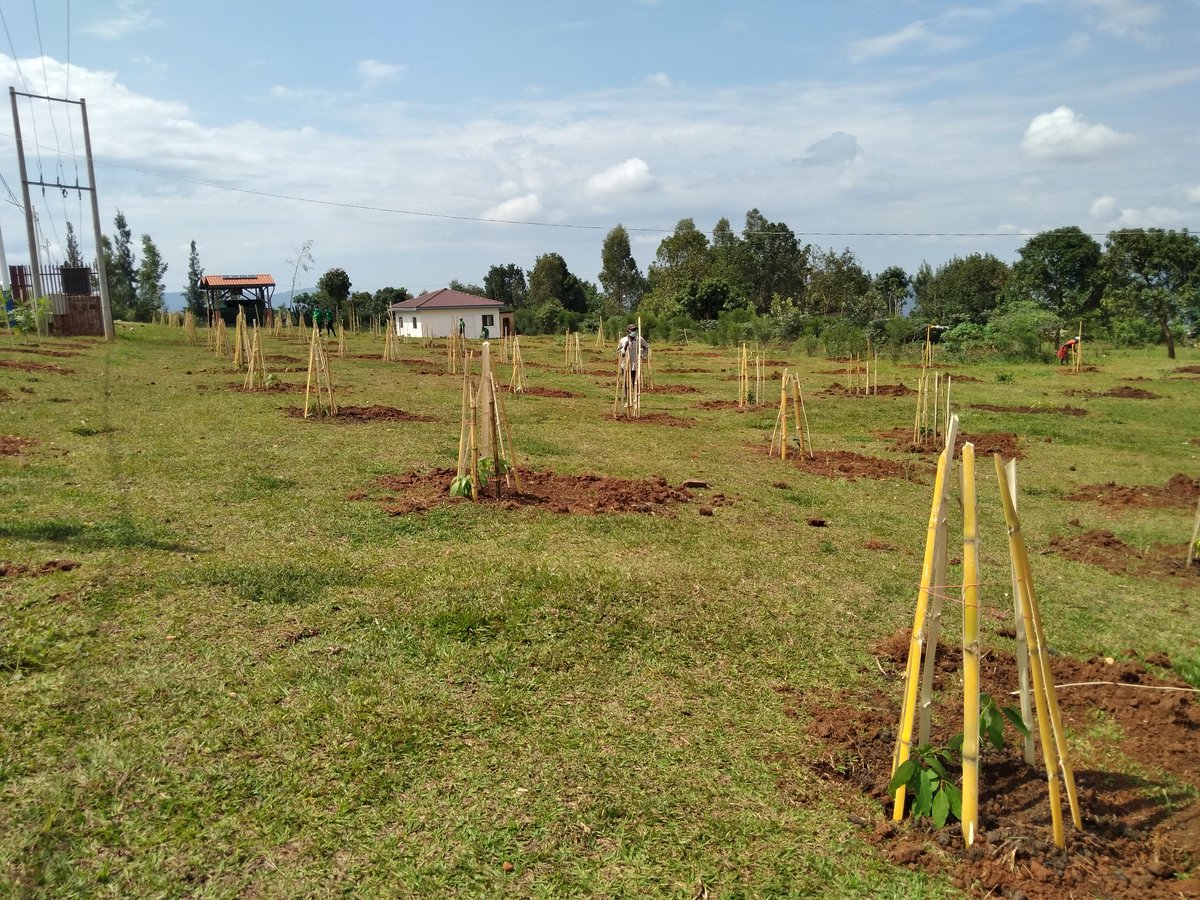 Muri gahunda ya #GreenKigali Umuyobozi wungirije <a href="/CityofKigali/">City of Kigali</a> ushinzwe iterambere ry'ibikorwa remezo n'imiturire  <a href="/merardmp/">Dr Merard Mp</a> yifatanyije n'abaturage b'Umurenge wa <a href="/SectorKigali1/">@Kigali Sector</a> mu gutera ibiti by'imbuto n'iby'Umurimbo mu Mudugudu w'Ikitegererezo wa Karama.