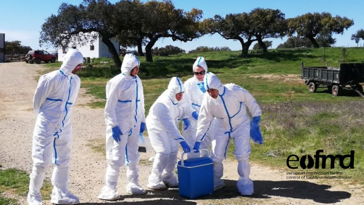 Eufmd's tweet image. #RiftValleyFever (RVF) is a vector-borne disease transmitted by a broad spectrum of mosquito species, especially Aedes and Culex genus, to animals and humans. 

In a few days, a new #simulationexercise on #RVF will be launched for #Portugal.
🔗 bit.ly/3k0dwn3
#OneHealth