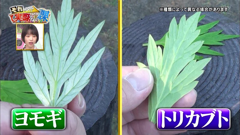 嫁が熱心にメモしていた？ヨモギとトリカブトの違い！