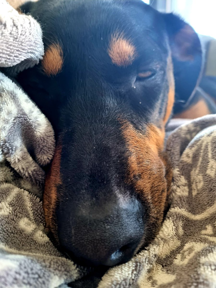 MaaikeWermer's tweet photo. Wat een hondenleven ❤ #Flip #Westpointer #adoptdontshop https://t.co/cszNGrwlDR