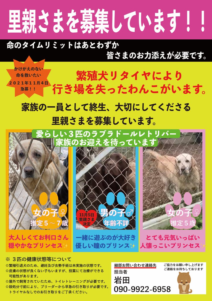 FBDogDesign1's tweet photo. 【皆さまのお力添えが必要です】

命のタイムリミットが迫っています。

可愛いラブラドールレトリバー
繁殖犬を引退し、殺処分寸前です。

かけがえ��ない命
繋ぐことができますように。

 #犬  #里親  #ラブラドールレトリバー    #保護犬 #保護犬を家族に #殺処分ゼロ https://t.co/XZH47i1mRG