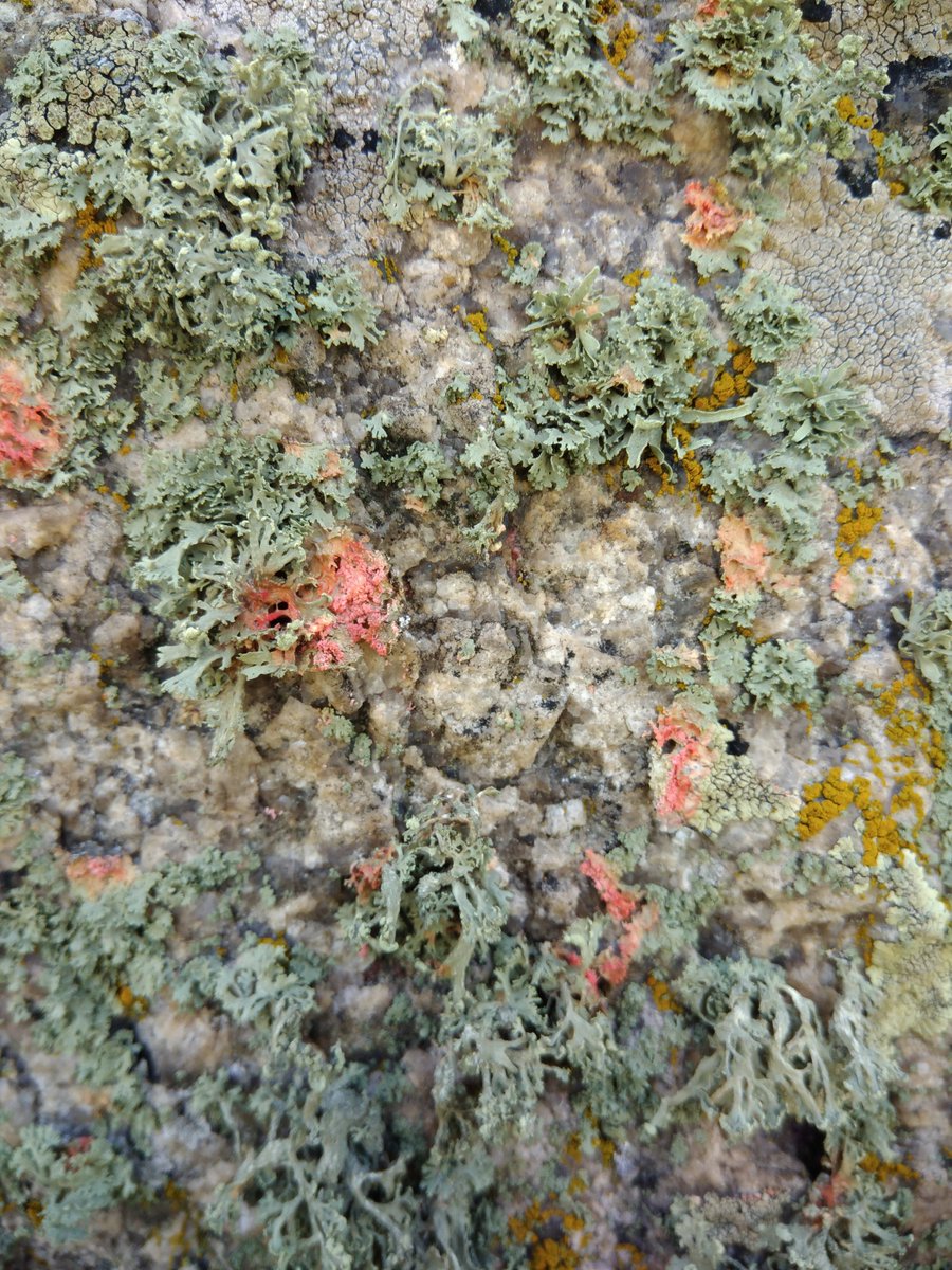 VDarmostuk's tweet photo. @FayrnHawk @chriscant @BLSlichens @LichenicolousF In Ukraine, we can frequently find M. corallinus on several lichens on granitic outcrops e.g. Ramalina polymorpha (first and second photo). Also, this fungus colonizes other lichen growing nearby e.g.Protoparmeliopsis muralis or Aspicilia spp. (third photo). https://t.co/CGttZDZve1