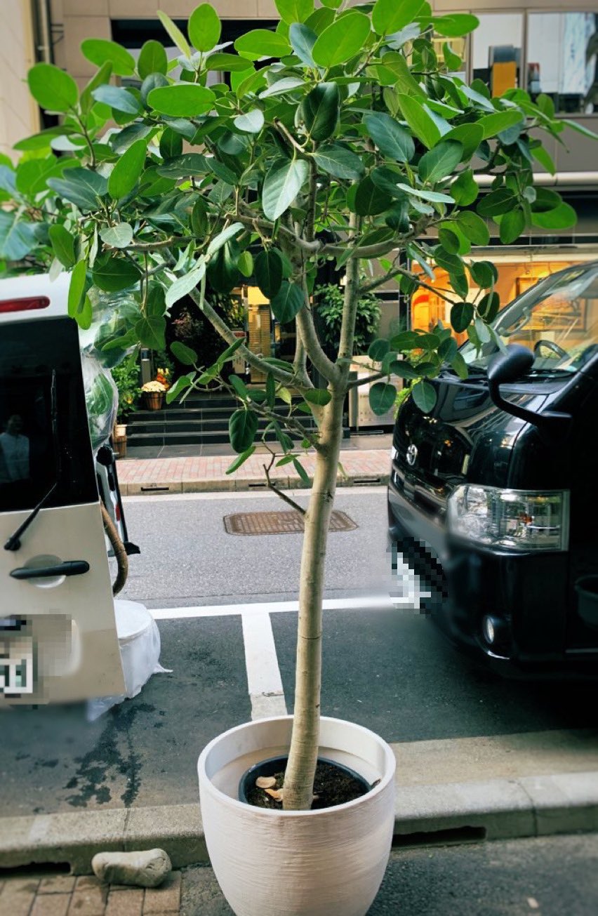 早川紗代 Mokuhon ガチで一点ものの観葉植物しかない 植物たちへの愛しかないお店 波長が合う子が一番 と植物選びをしてくれます 植物育てるのが不安でも 一つ一つ対応策を教えてくれて 跡形もなく拭い去ってくれます ペットを買う気分だ