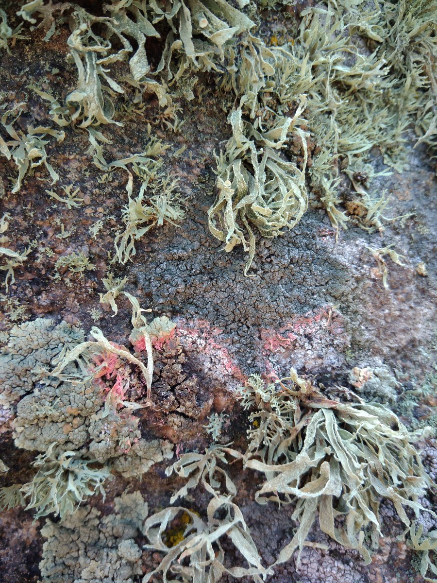 VDarmostuk's tweet photo. @FayrnHawk @chriscant @BLSlichens @LichenicolousF In Ukraine, we can frequently find M. corallinus on several lichens on granitic outcrops e.g. Ramalina polymorpha (first and second photo). Also, this fungus colonizes other lichen growing nearby e.g.Protoparmeliopsis muralis or Aspicilia spp. (third photo). https://t.co/CGttZDZve1