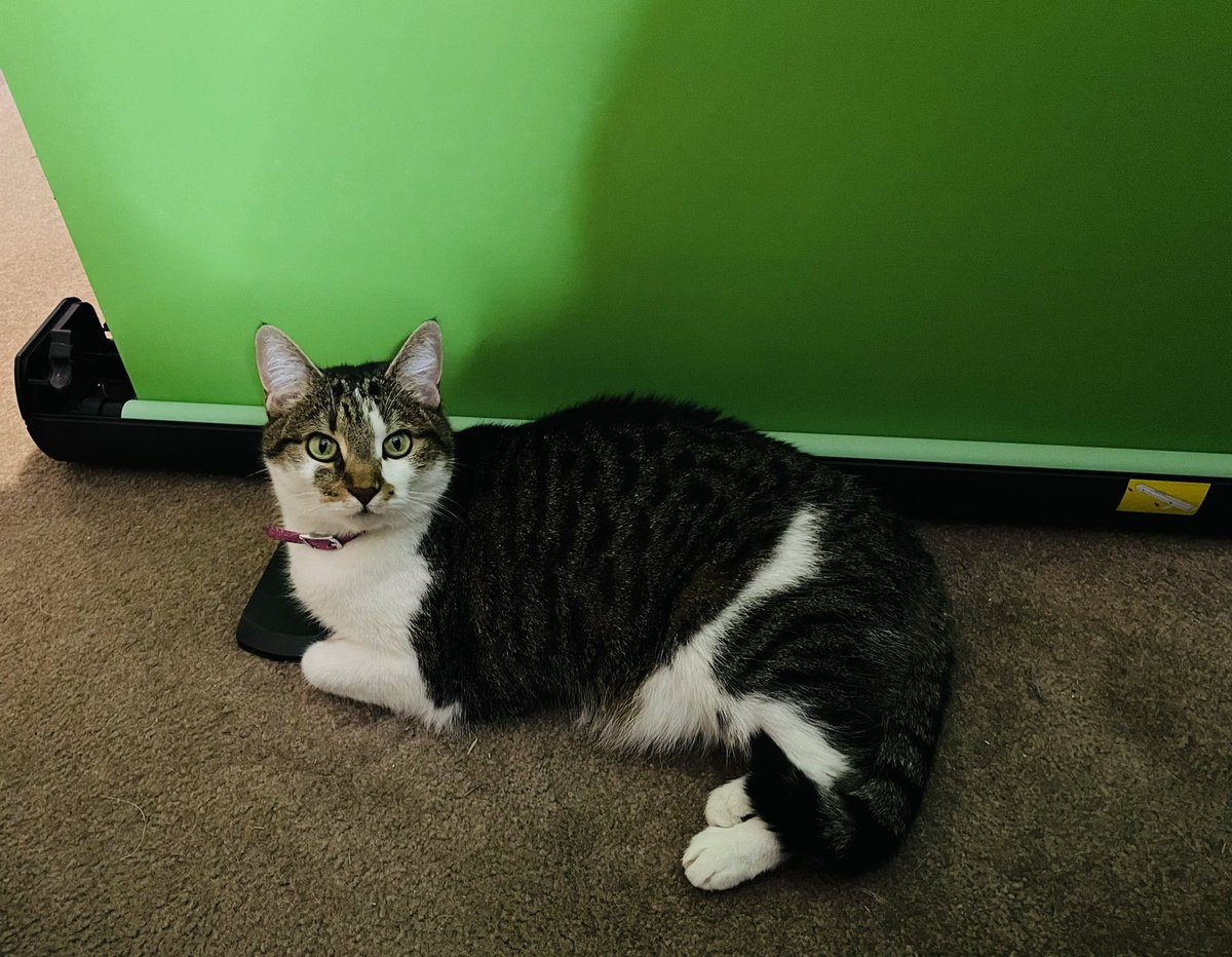 Phynix4eva's tweet photo. Nhala is waiting for me to go online lol!! See you guys soon on https://t.co/R4QyRamj27 💜 https://t.co/ShJY4S4ZfT