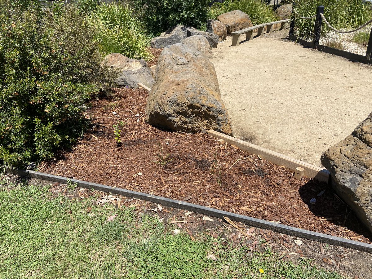 MsOfficerACPS's tweet photo. 6A planted over 50 native seedlings today to create a new garden in preparation of the chickens coming @AitkenCreekPS https://t.co/heImASxjxO