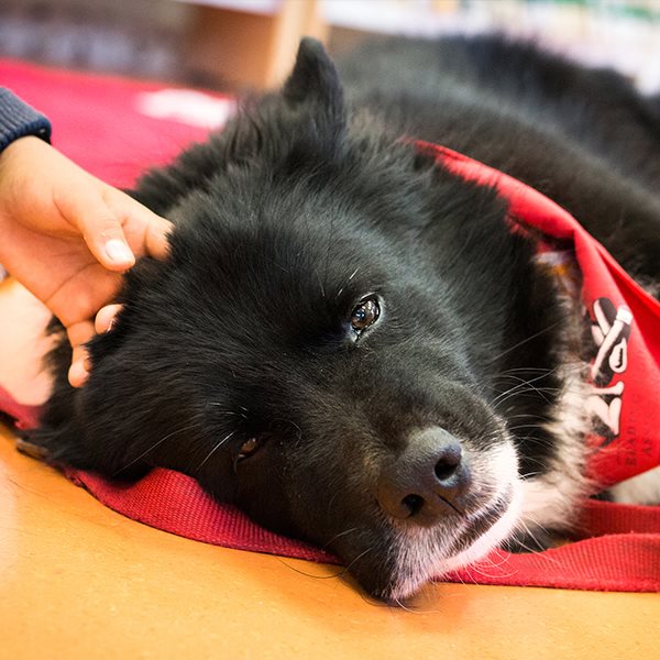 Niños y niñas de cinco colegios de Tres Cantos leen con Vega, Rumba y Pani, gracias a su Ayuntamiento.