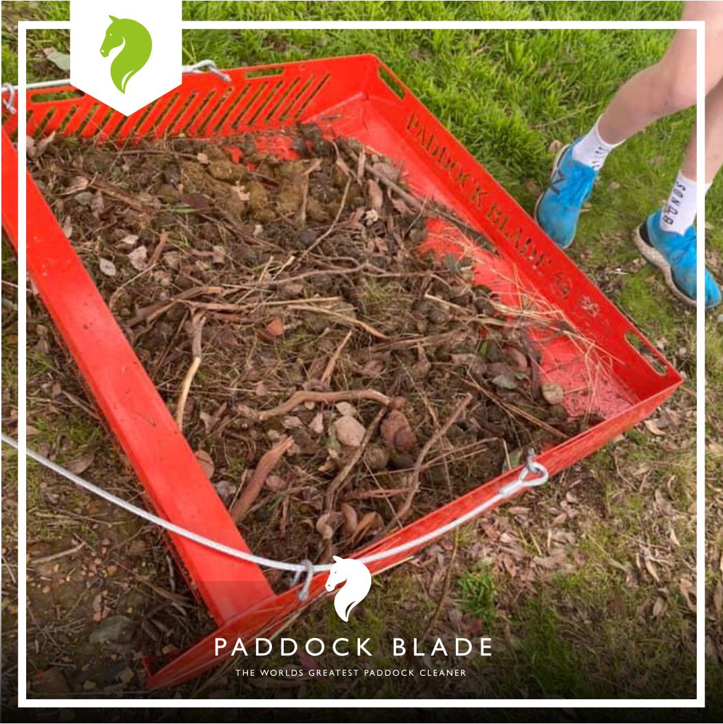 PaddockBlade's tweet image. One of our FAQs about the Paddock Blade is does it pick up twigs, sticks and stones? Yes, it does! 🙌 How about bumpy and uneven fields? Yes, certainly! 💖
Photo credits to Melissa, one of our customers! 🥰

#paddockblade #paddockbladeau #paddockcleaner #horselife