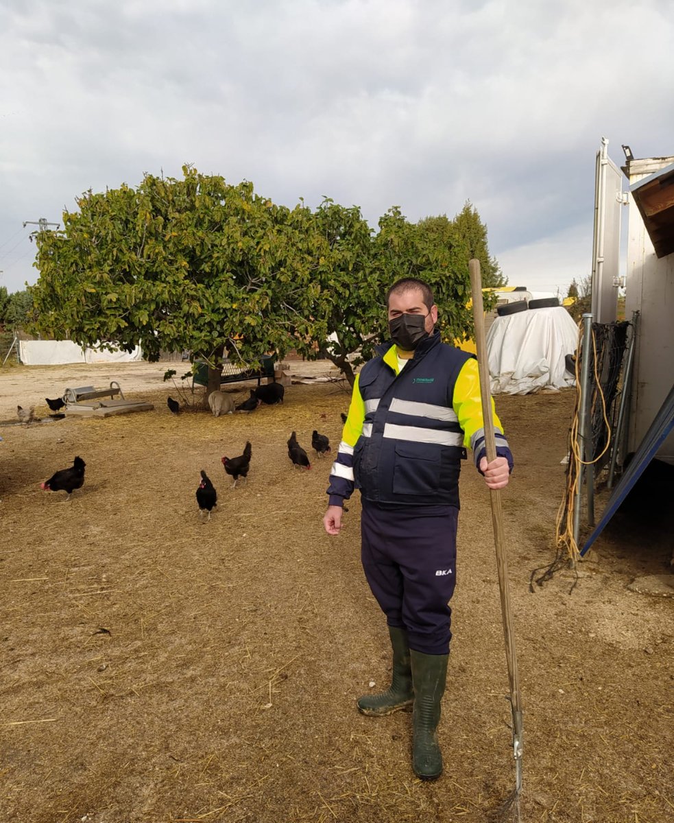 GrupoAMAS's tweet photo. 🤪Carlos @CentroReinosa está #zoombado, su sueño: trabajar al aire libre y con #animales, y ya está + cerca gracias a prácticas en #EcoTerranea🌍

🧹🐓Carlos limpia la ecogranja, cuida de sus animales y de que todo esté 👌

👌☁️#MásSueñosMenosLímites @AsociacionAEDIS @AytoLeganes https://t.co/xd4xf0UU7g