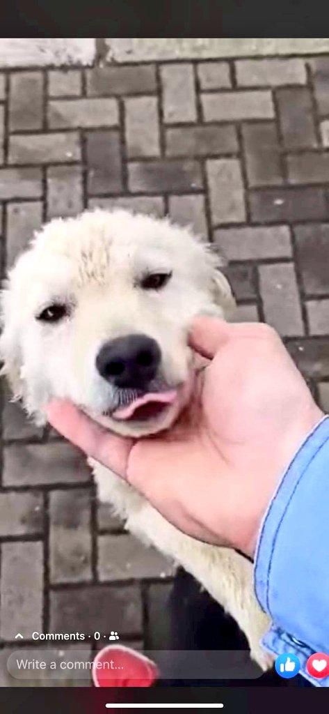 ⚠️URGENT APPEAL⚠️
One of our rescuers was told of this young girl who had given birth to a litter of puppies in a school playground.
Temperatures will soon be plummeting in the Balkans so we had to take them in or the pups wouldn't survive.

paypal.com/paypalme/Secon…
Ref: SCHOOL