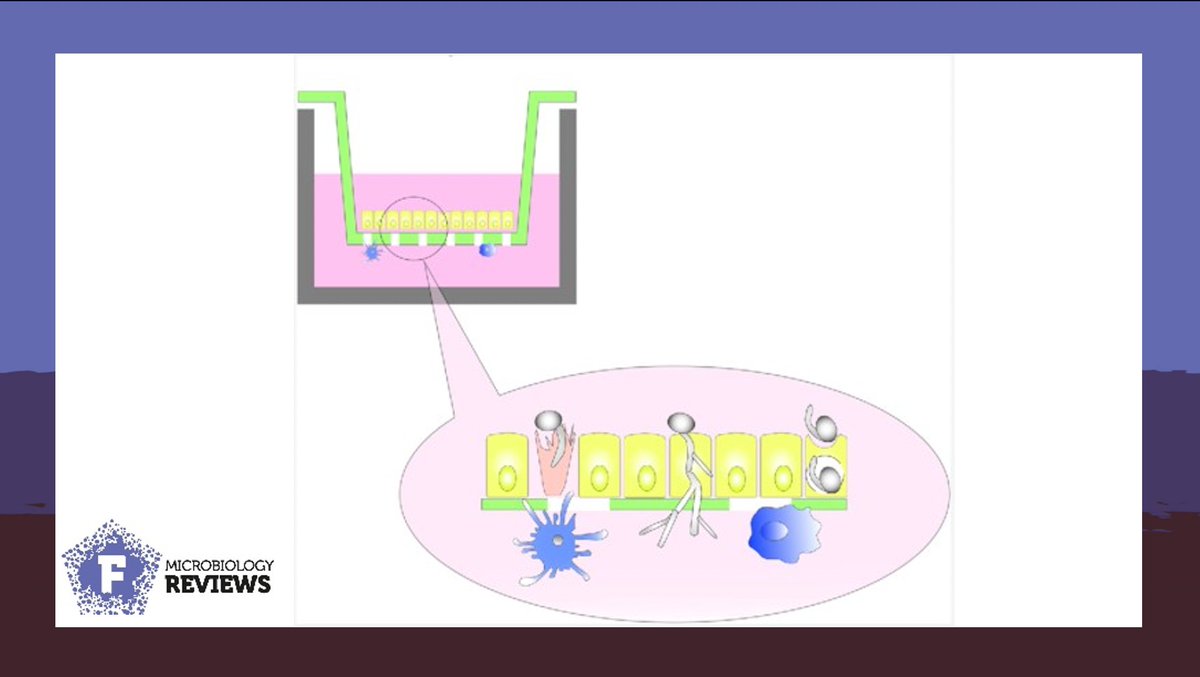 Opportunistic #fungal #pathogens cause severe infections. Last et al. review in vitro fungal #infection models and provide perspectives on organ-on-chip models for fungi-host interactions. #aspergillus #candida #FEMSMicrobiolRev <a href="/mpm_hki/">Microbial Pathogenicity Mechanisms</a> <a href="/mosig_lab/">Alexander S. Mosig</a>
academic.oup.com/femsre/article…