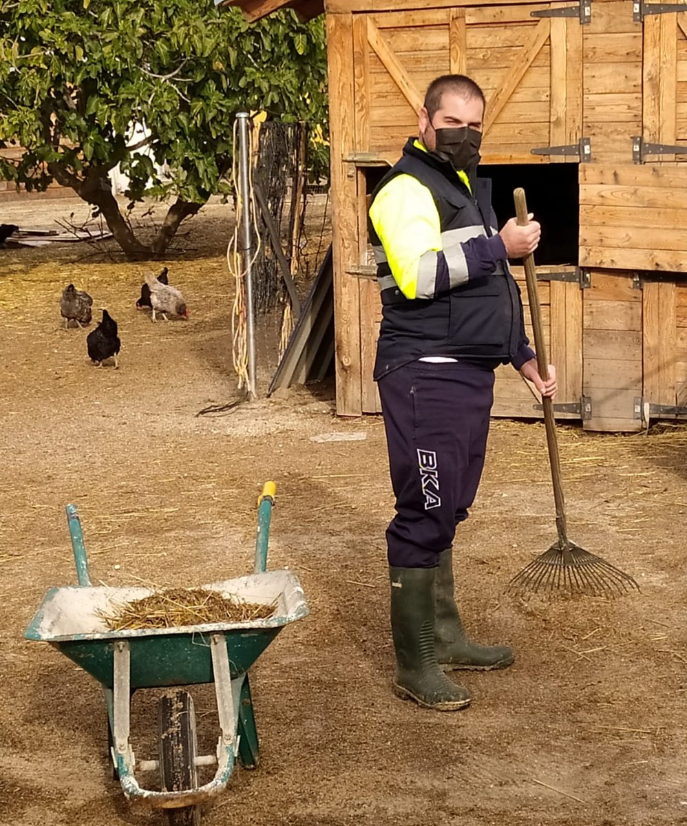 GrupoAMAS's tweet photo. 🤪Carlos @CentroReinosa está #zoombado, su sueño: trabajar al aire libre y con #animales, y ya está + cerca gracias a prácticas en #EcoTerranea🌍

🧹🐓Carlos limpia la ecogranja, cuida de sus animales y de que todo esté 👌

👌☁️#MásSueñosMenosLímites @AsociacionAEDIS @AytoLeganes https://t.co/xd4xf0UU7g