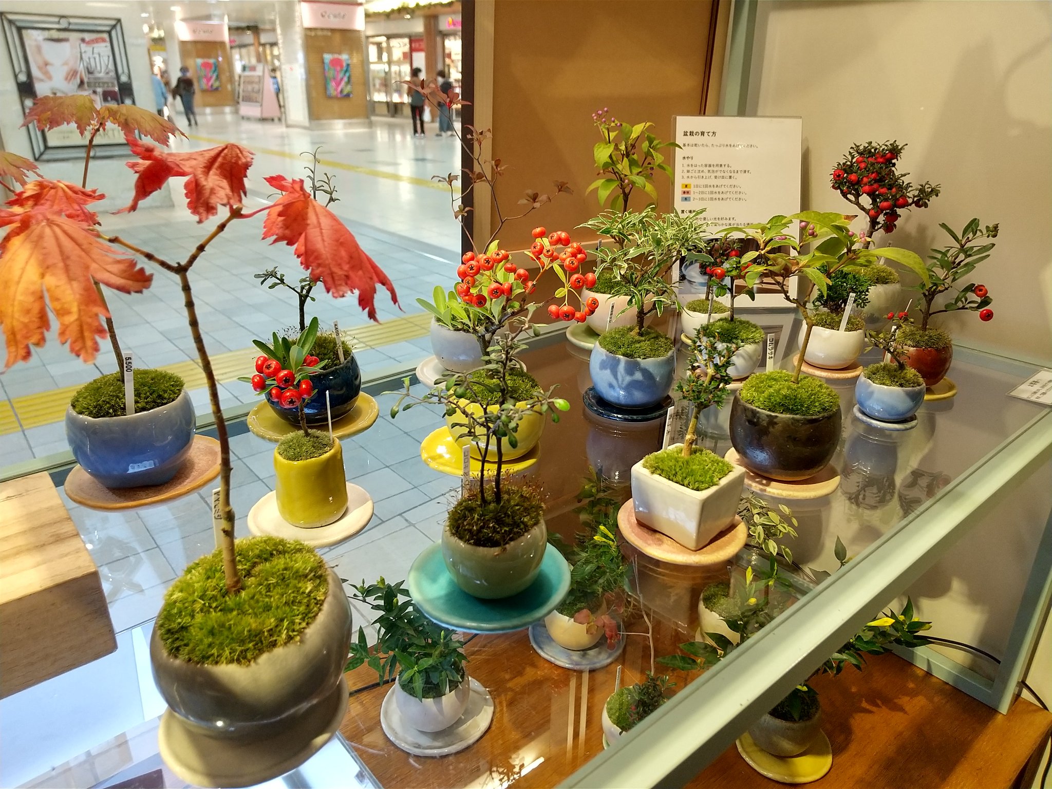 Angers Stationery アンジェ ステーショナリー 上野店 石木花より今月もミニ盆栽が入荷しました キバナジャスミンという珍しい品種や 赤い実をつけたトキワサンザシやシロシタン 秋らしいヤマモミジなどもご用意しております 2 4 6 600円 Angers Stationery アンジェ ステーショナリー 上野店 石木花より今月もミニ盆栽が入荷しました キバナジャスミンという珍しい品種や 赤い実をつけたトキワサンザシやシロシタン 秋らしいヤマモミジなどもご用意しております 2 4 6 600円