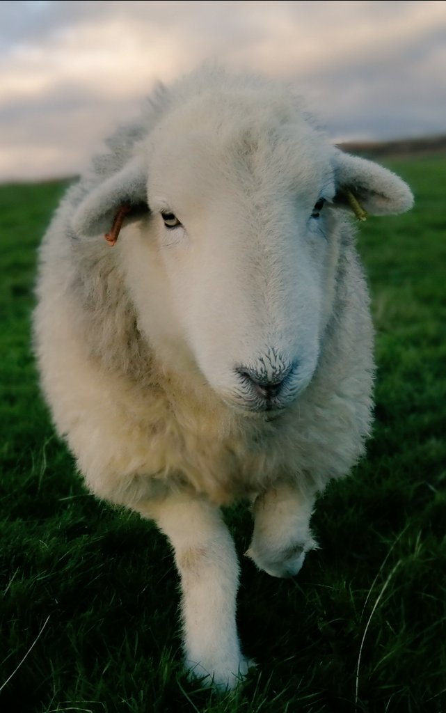 highfieldsherdy's tweet photo. A tough week, one out of my control. Everything on my part has had to be put on hold. I've managed to check the flock daily, which at times has totally zapped me, but also spurred me on. Then back to my room to isolate. One more day &amp; hopefully get back to normal #droopsy #friday https://t.co/0cqzbyIUPS
