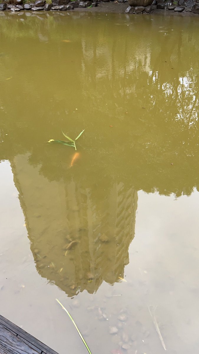 recording tweet media