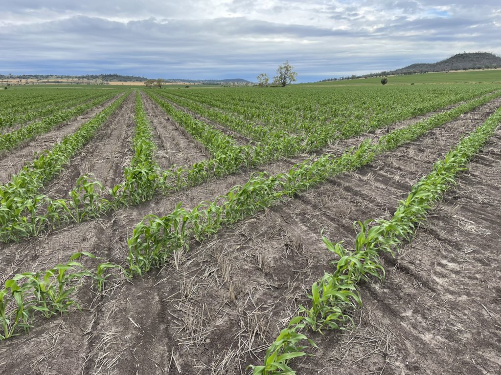 Gilmour Farming & Contracting tweet media