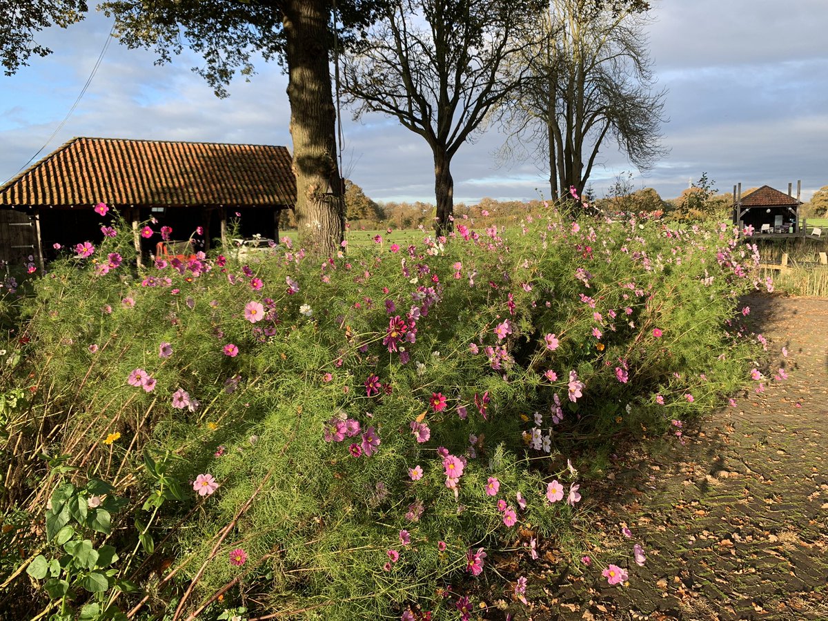 5 november, de bijen zijn al even vertrokken maar hun bloemenmengsel doet het nog prachtig!