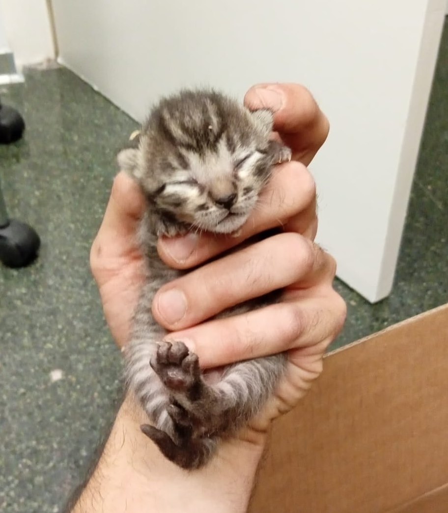 ProgatL's tweet photo. 🚨 ACOLLIDA MOLT URGENT 🚨
Necessitem casa d'acollida per aquest bebe d'una setmana trobat al costat del hospital.
Si el podeu acollir, truqueu-nos.
☎️ 622 210 245/675 970 535 https://t.co/BBd0TNFaEL