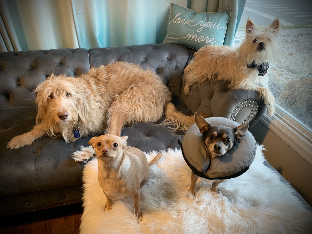 TheHerdHouse's tweet photo. Happy FriYay y’all!
#fourpack #TheHerd #DogsofTwittter https://t.co/1AuD5IPza4