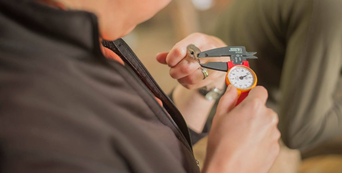 Avinet Research Supplies tweet media