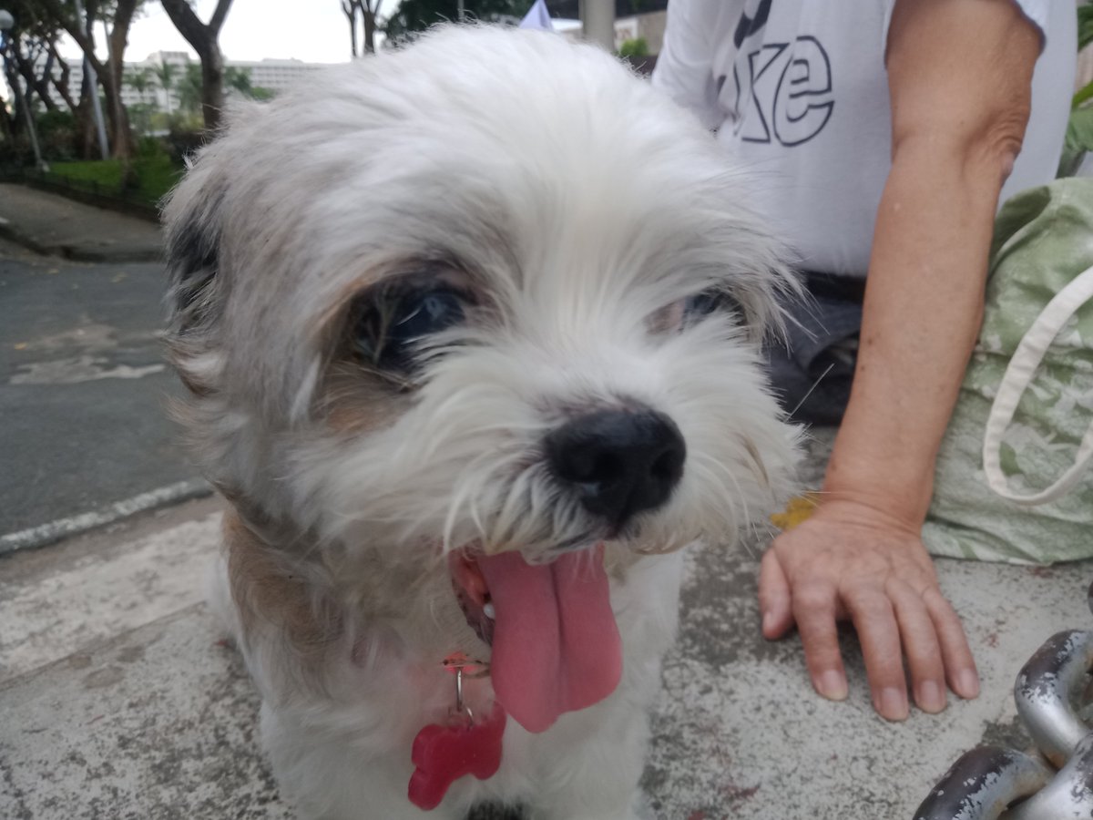 24Cheesecake's tweet photo. Doggo day 🐾♥️ https://t.co/b4K0S4xXCc