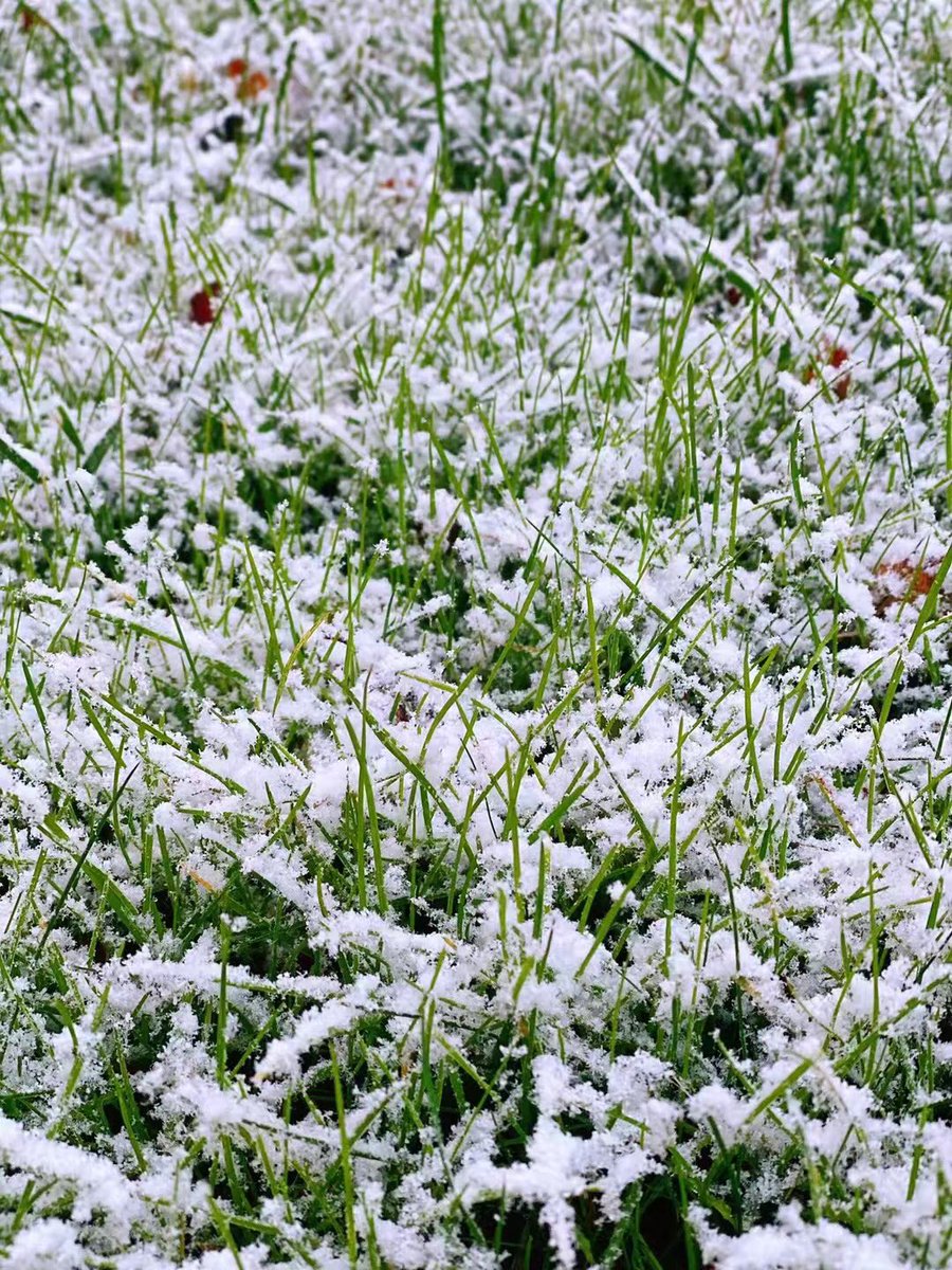What a pretty sight! Morning frost added a layer of sparkle effect filter to our community ✨

#GoodMorning #FrostyFriday #WinterIsComing #NoFilter #NaturesWork #NaturePhotography
