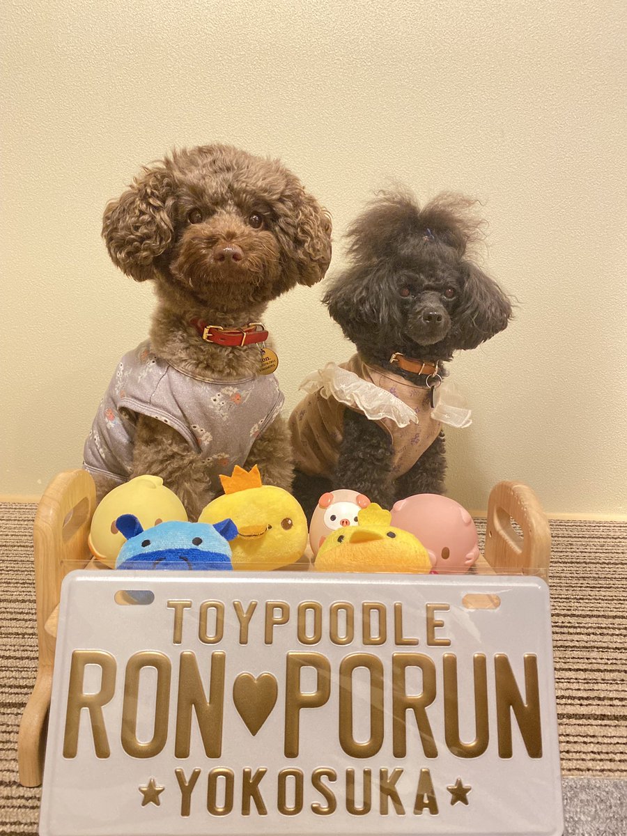 Ron_Porun's tweet photo. この間行ったドッグイベントで買ったプレート届いた😊
なかなか満足の仕上がりでした😊👍

#トイプードル
#しっぽ会
#犬好きさんと繋がりたい
#多頭飼い
#ロンポル https://t.co/uz0B1Pwsou