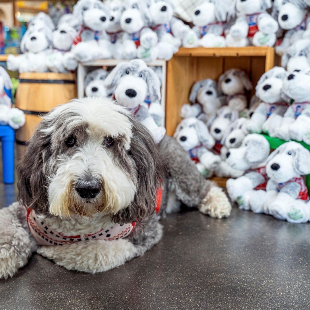 BudsiesToys's tweet photo. This is our 2nd holiday season making plushies for #GingerbreadHouseToys charity #WinkAlliance. They are selling Wink plushies to raise money for the #ChildProtectionNetwork. Our sister company #StuffedAnimalPros worked hard to make 500 Wink plushies! 😉🐶 https://t.co/vvAzey9CuU https://t.co/SLg50A00wN