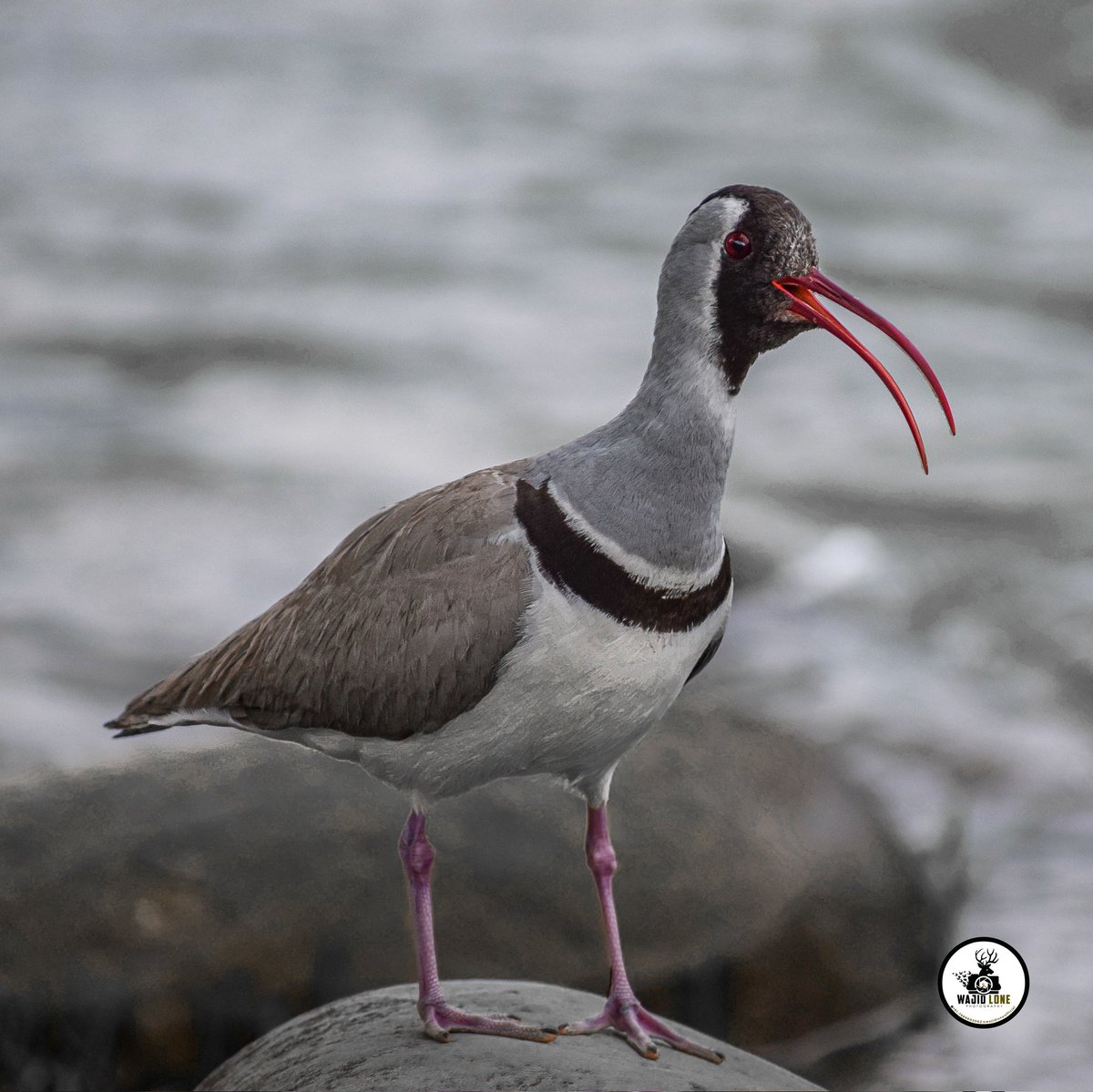 Ibisbill

#Kashmir #wildlife #birdlife #BBCWildlifePOTD #wildlifephotography #NationalGeographic #BirdoftheYear #wildearth #wildlife <a href="/BBCEarth/">BBC Earth</a> <a href="/SaevusWildlife/">Saevus Wildlife</a> @natgeowild <a href="/WildlifeMag/">BBC Wildlife</a> <a href="/NWF/">National Wildlife Federation</a> <a href="/BirdLife_News/">BirdLife International</a> @NatGeoMag <a href="/NatGeoPhotos/">Nat Geo Photography</a> <a href="/NatGeoYourShot/">NG Your Shot</a>