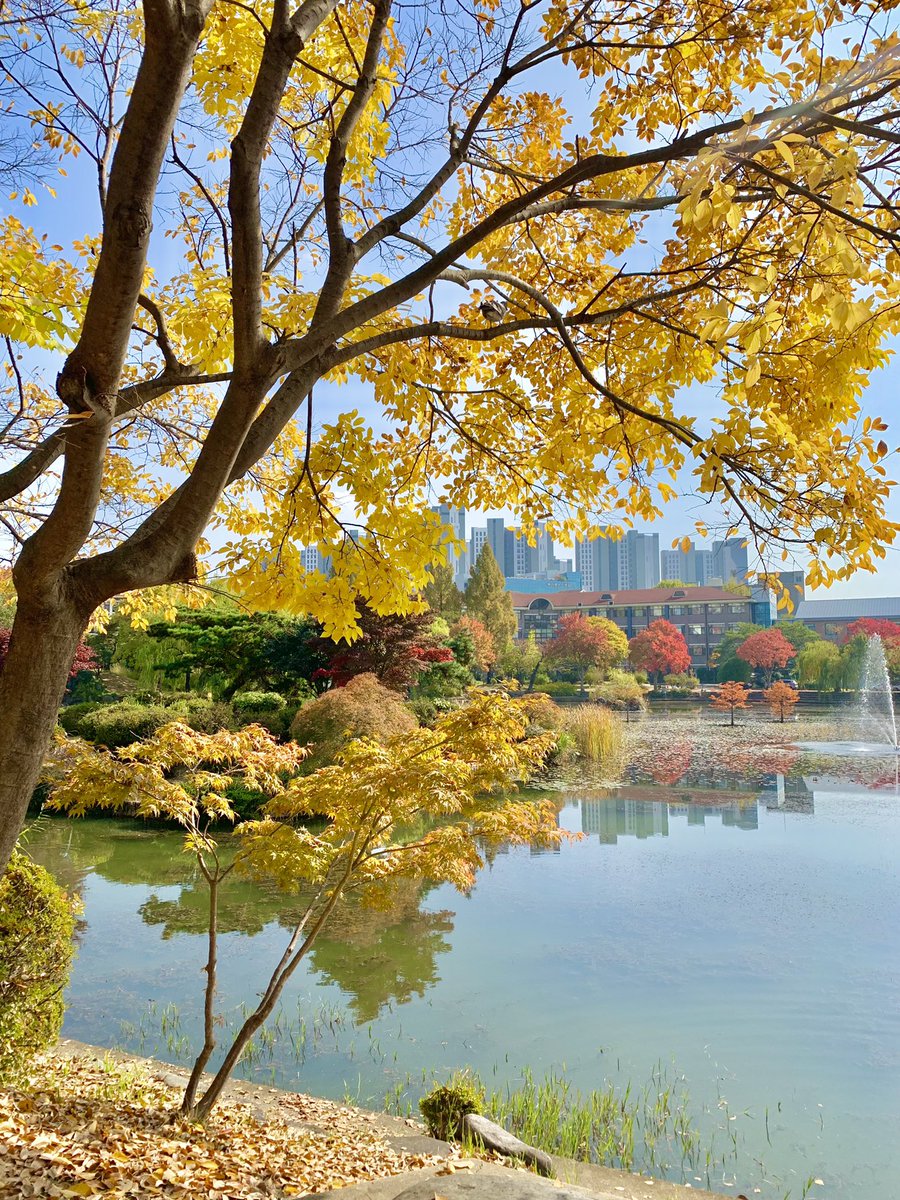 koreawithme1's tweet photo. ใบไม้เปลี่ยนสีแล้ววว 🍁🍂
#รีวิวเกาหลี https://t.co/0s8LYR76f8
