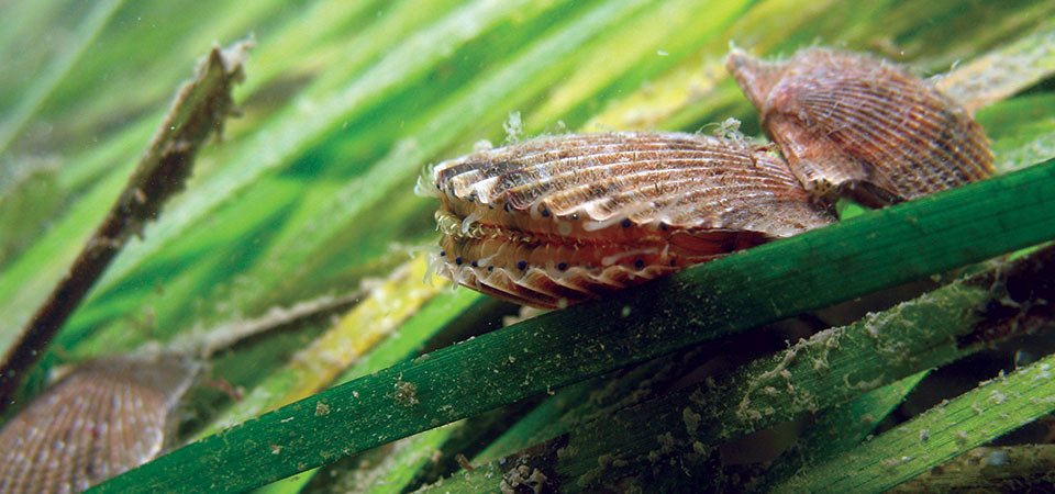 zosteco's tweet photo. Llegamos a la recta final de @zosteco y no queríamos irnos sin antes decir que el proyecto ha sido posible gracias al #ProgramaPleamar, iniciativa de @FBiodiversidad para reforzar la #sostenibilidad🌎♻️en el sector pesquero y acuícola español🚢⚓️. @uvigo @IHCantabria @CIM_Uvigo https://t.co/MtHsP64A4X