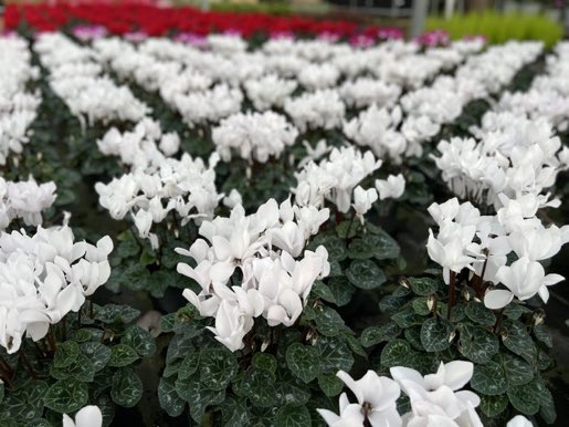 HomeGrownPlants's tweet photo. Beautiful cyclamen! https://t.co/6FT1nJZ8iB