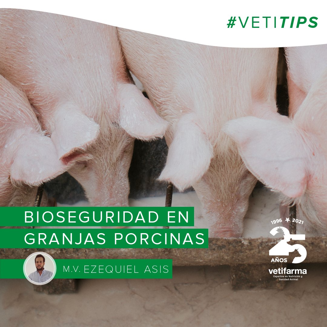 vetifarma's tweet photo. #VetiTips – Bioseguridad en granjas porcinas
Les compartimos un conjunto de medidas a implementar con el fin de evitar la entrada y salida de enfermedades que afectan al cerdo y con ello evitar la propagación de las mismas. https://t.co/hY3KQEUSOB