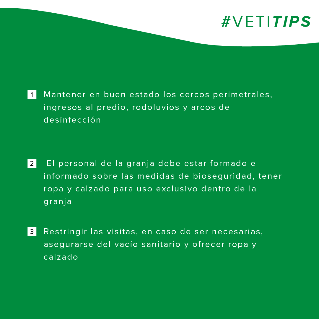 vetifarma's tweet photo. #VetiTips – Bioseguridad en granjas porcinas
Les compartimos un conjunto de medidas a implementar con el fin de evitar la entrada y salida de enfermedades que afectan al cerdo y con ello evitar la propagación de las mismas. https://t.co/hY3KQEUSOB