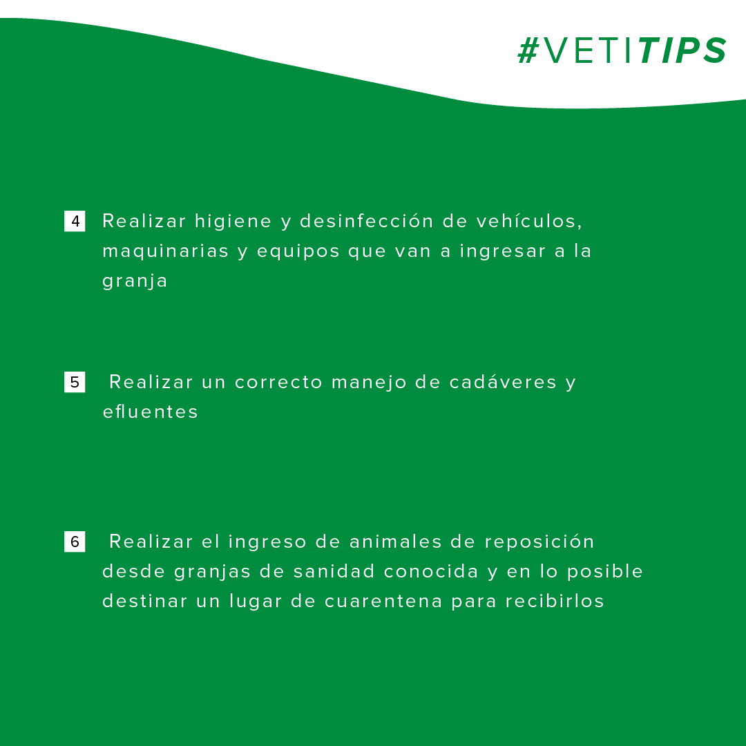 vetifarma's tweet photo. #VetiTips – Bioseguridad en granjas porcinas
Les compartimos un conjunto de medidas a implementar con el fin de evitar la entrada y salida de enfermedades que afectan al cerdo y con ello evitar la propagación de las mismas. https://t.co/hY3KQEUSOB