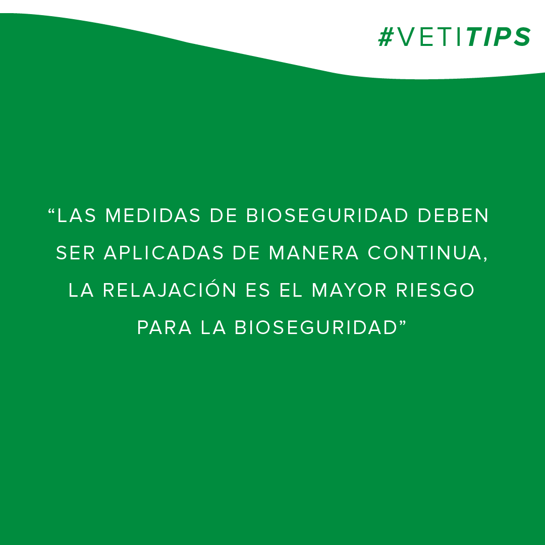 vetifarma's tweet photo. #VetiTips – Bioseguridad en granjas porcinas
Les compartimos un conjunto de medidas a implementar con el fin de evitar la entrada y salida de enfermedades que afectan al cerdo y con ello evitar la propagación de las mismas. https://t.co/hY3KQEUSOB