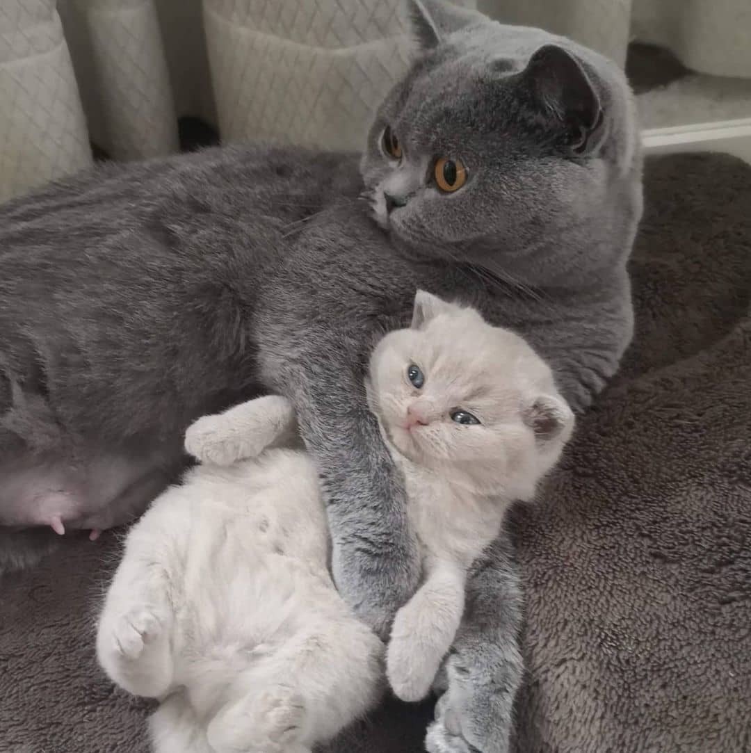 cataddictsonly's tweet photo. Best friends! - #Cats #CatAddicts https://t.co/FBjqOhUXrU