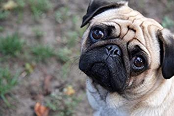 endou5577's tweet photo. Ignore it especially when using pictures of sad animals.
There is no time when I find it fun.
It's just distracting sadness.
I'm not trying to get sympathy. 
If you tweet, it will make you feel better about 1/100.
#SadAnimalFace https://t.co/V13tEPcULZ