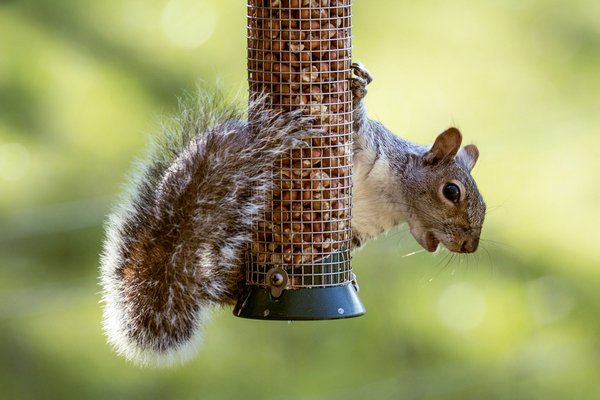GriffinPest's tweet photo. KEEPING PESTS AWAY FROM YOUR BIRD FEEDER

https://t.co/N5QQbqC4lu https://t.co/5IyqrNFnUJ
