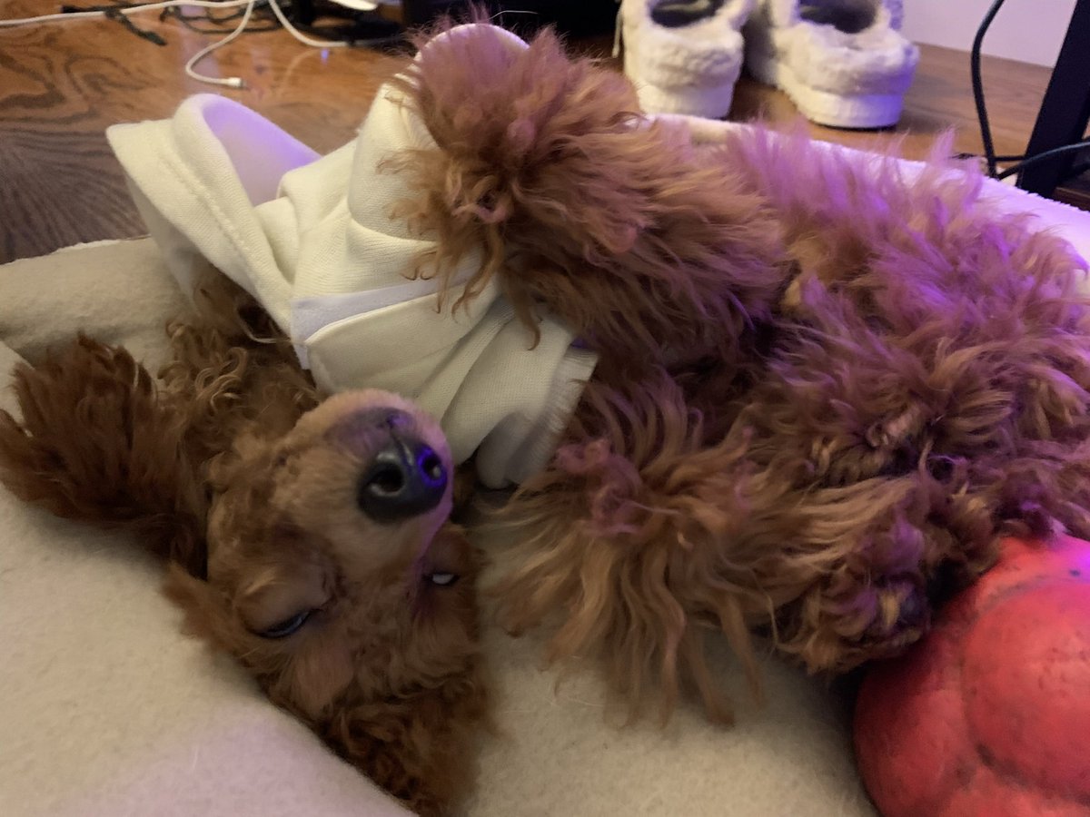 HuggieBean's tweet photo. @nedostup Keeps paw on laptop makes sure I don't get up without her 😂 https://t.co/DQWja0rm0V