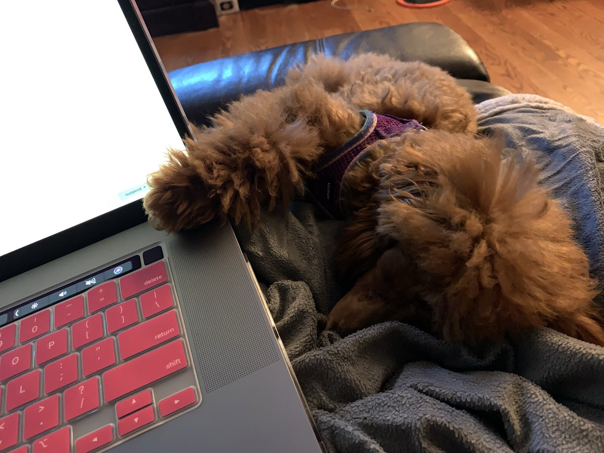 HuggieBean's tweet photo. @nedostup Keeps paw on laptop makes sure I don't get up without her 😂 https://t.co/DQWja0rm0V