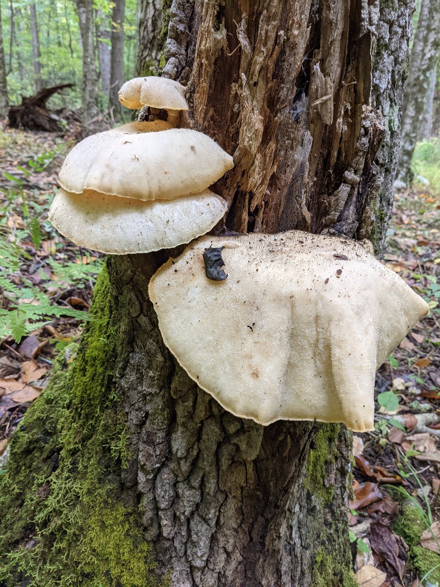 MushCult's tweet photo. Another monster find from this season. This one on the right was bigger than my head. #mushrooms #mycology #foraging https://t.co/soW9QrK3By