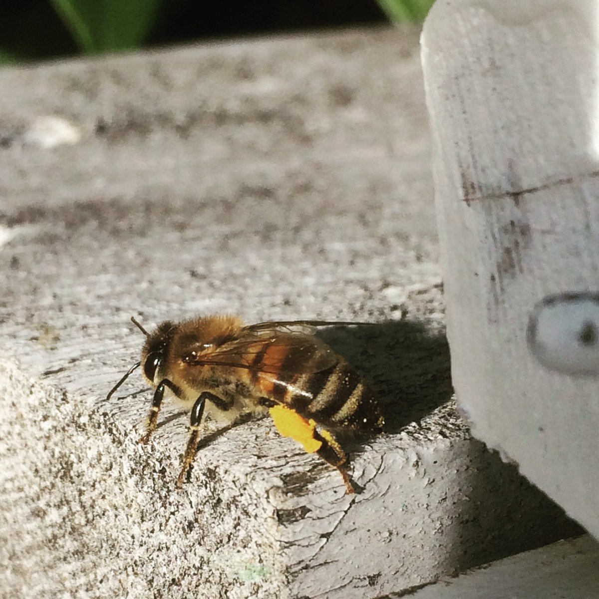 bieTora's tweet photo. @OpenAcademics The hobby that started it all! Beekeeping gave me a bees-eye view of the ecosystems around me, now it’s a meditation practice. My favourite game is matching the color of their pollen baskets to whatever is in bloom. https://t.co/zEA8DqTjJn