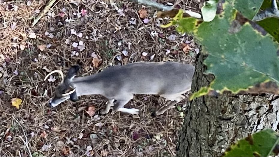 1cast1fish's tweet photo. Not the one I am looking for, but the deer are up and moving today. #huntinglife #hunt https://t.co/7xtsgxnLP3