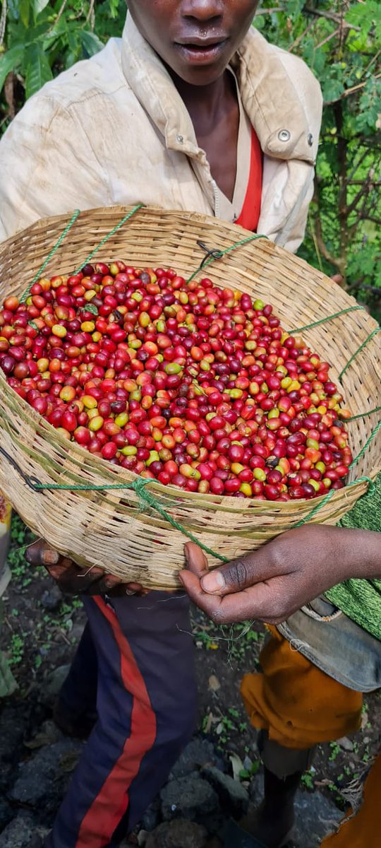 watonek's tweet photo. Harvesting #yirgachefe https://t.co/RMfCgTftpf