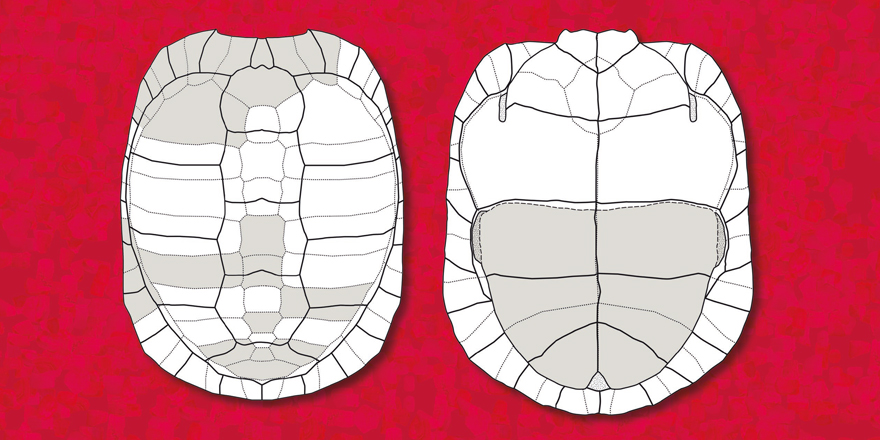 Publi_MNHN's tweet photo. [#Geodiversitas] 🐢 Fossil turtles from the early Miocene localities of Mokrá-Quarry (Burdigalian, MN4), South Moravian Region,🇨🇿

🔗 https://t.co/x2sSOFq1kd
🖋️ Àngel Hernández LUJÁN et al. @ICP_MCrusafont
#FossilFriday #herpetology #Turtles #Miocene #FossilTurtles #paleontology https://t.co/rAGFOjn6D6