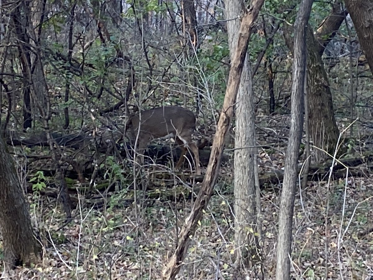 LomboTonka's tweet photo. Out for a mindful walk on a gorgeous Friday school day …a group marched over a creek and we spotted a few deer out for a graze! Good stuff! #positivelydirected #allhadfun #eventheskeptics https://t.co/Q7ZsDdPV4j